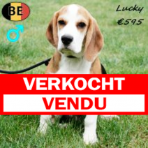 Beagle Lucky 160425 M(BE6709) 030925.verkocht.png