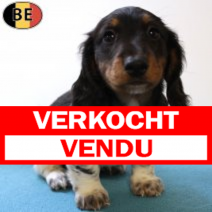 Teckel 070625 M(BE3325) 080825.verkocht.png