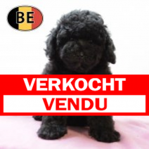 Poedel 26062025 F (BE3905) 28082025.verkocht.png
