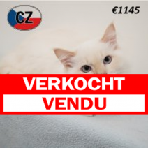 Ragdoll 120325 M (CZ2440) 230725.verkocht.png