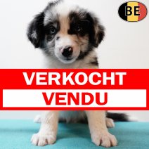 Border Collie 100725 M(BE0208) 030925 verkocht - vendu.jpg