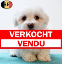 Maltezer 030725 M(BE9710) 0330925 verkocht - vendu.jpg