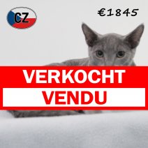 Blauwe rus 020425 M (CZ2428). 120825 verkocht - vendu.jpg
