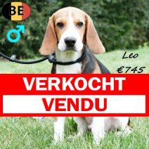 Beagle Leo 090425 M(BE6564) 030925 verkocht - vendu.jpg