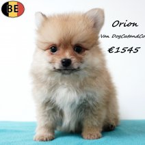 Keesje Orion van DogCatandCo 090725 M(BE6925) 080925.jpg