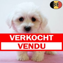 Maltezer 030725 F(BE1032) 0330925 verkocht - vendu.jpg