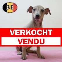 Italiaanse Windhond 24062025 F (BE4699) 28082025 verkocht - vendu.jpg