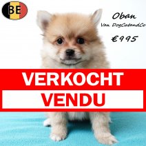 Keesje Oban van DogCatandCo 090725 M(BE6933) 080925 verkocht - vendu.jpg