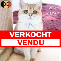 Britse Korthaar Chinchilla Gold 130325 F(BE6593) 070925.verkocht.png