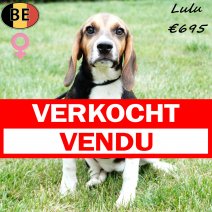 Beagle Lulu 180425 F(BE6742) 030925 verkocht - vendu.jpg