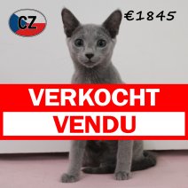 Blauwe rus 020425 F (CZ2429). 120825 verkocht - vendu.jpg