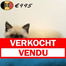 Britse korthaar 180625 M (BE0963) 010925 verkocht - vendu.jpg