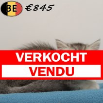 Britse korthaar 180625 M (BE0960) 010925 verkocht - vendu.jpg