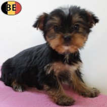 Yorkshire Terrier 050725 F(BE6622) 100925.jpg