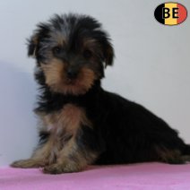 Yorkshire Terrier 010725 F(BE6936) 100925.jpg