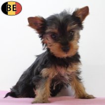 Yorkshire Terrier 010725 F(BE6596) 100925.jpg