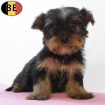 Yorkshire Terrier 050725 F(BE6739) 100925.jpg
