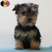Yorkshire Terrier 010725 M(BE7040) 100925.jpg