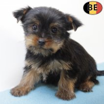 Yorkshire Terrier 050725 M(BE3012) 100925.jpg