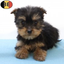 Yorkshire Terrier 010725 M(BE6555) 100925.jpg