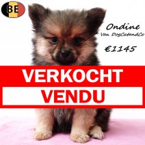 Keesje Ondine van DogCatandCo 090725 F(BE6953) 080925 verkocht - vendu.jpg