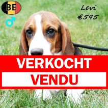 Beagle Levi 180425 M(BE6731) 030925 verkocht - vendu.jpg