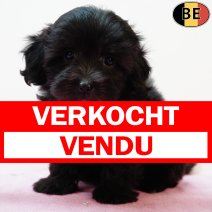 Maltipoo 010725 F(BE1245) 0330925 verkocht - vendu.jpg