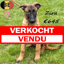Mechelaar Zira 050625 F(BE6947) 080925.verkocht.png