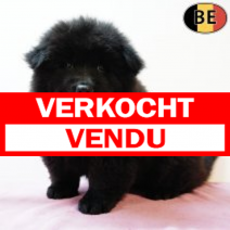 Chow Chow 050725 F(BE5115) 030925.verkocht.png