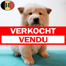 Chow Chow 050725 M(BE1760) 030925.verkocht.png