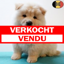 Chow Chow 050725 M(BE4629) 030925.verkocht.png