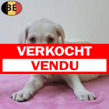 Labrador 070725 F(BE0250) 050925.verkocht.png