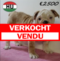 Engelse Bulldog 050425 F (HU3224) 300725.verkocht.png