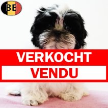 Shih Tzu 080525 F(BE6882) 250725 verkocht - vendu.jpg
