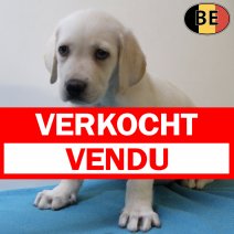 Labrador 070725 M(BE0090) 050925 verkocht - vendu.jpg