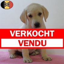 Labrador 070725 F(BE0012) 050925 verkocht - vendu.jpg