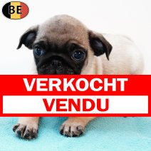 Mops 300625 M(BE4739) 030925 verkocht - vendu.jpg