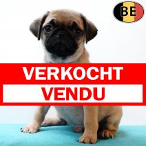 Mops 010725 M(BE4209) 030925 verkocht - vendu.jpg
