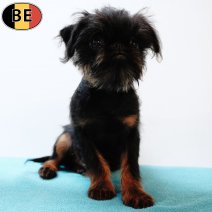 Belgische Griffon 240525 M(BE3597) 140925.jpg