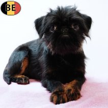Belgische Griffon 240525 F(BE3592) 140925.jpg