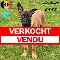 Mechelaar Zephyr 050625 M(BE6970) 080925 verkocht - vendu.jpg