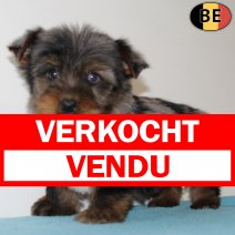 Yorkshire Terrier Merle 050725 M(BE6928) 100925 verkocht - vendu.jpg