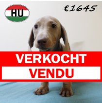 Teckel 060425 M (HU3237) 300725 verkocht - vendu.jpg