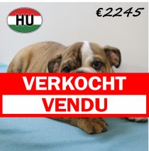 Engelse Bulldog 040425 M (HU3211) 300725 verkocht - vendu.jpg