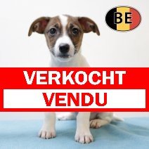 Jack Russell 25062025 M (BE6868) 20082025 verkocht - vendu.jpg