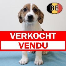 Jack Russell 25062025 M (BE6945) 20082025 verkocht - vendu.jpg