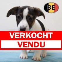 Jack Russell 25062025 F (BE6949) 20082025 verkocht - vendu.jpg