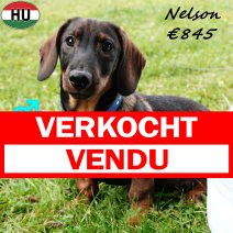 Teckel Ruwhaar Nelson 030325 M(HU1283) 190725 verkocht - vendu.jpg
