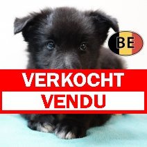 Groenendael 21062025 M (BE6453) 23082025 verkocht - vendu.jpg