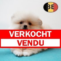 Keesje 25062025 M (BE1490) 28082025 verkocht - vendu.jpg